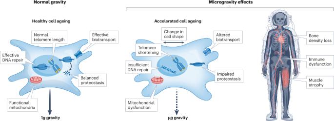 Exploring ageing in microgravity