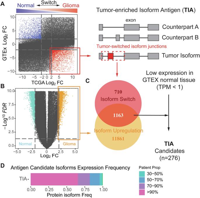 Transcript-targeted antigen mapping reveals the potential of POSTN splicing junction epitopes in glioblastoma immunotherapy