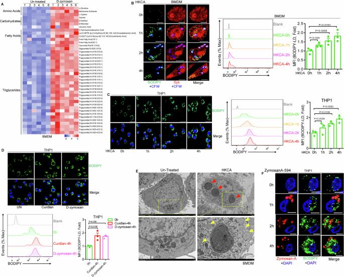 Lipid droplets restrict phagosome formation in antifungal immunity