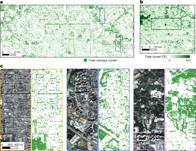 A strong but uneven increase in urban tree cover in China over the recent decade