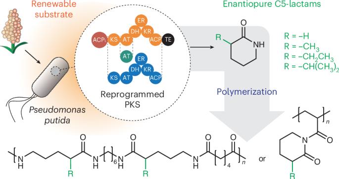 Retrobiosynthesis of unnatural lactams via reprogrammed polyketide synthase