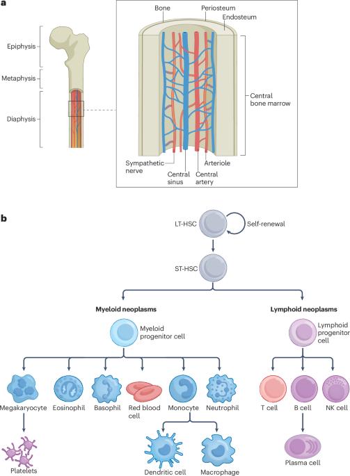 Mechanical signatures and models of the bone marrow niche