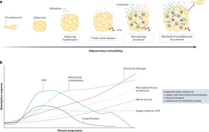 From fat to filter: the effect of adipose tissue-derived signals on kidney function