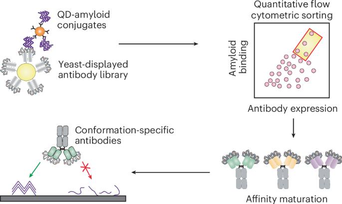 Facile generation of drug-like conformational antibodies specific for amyloid fibrils
