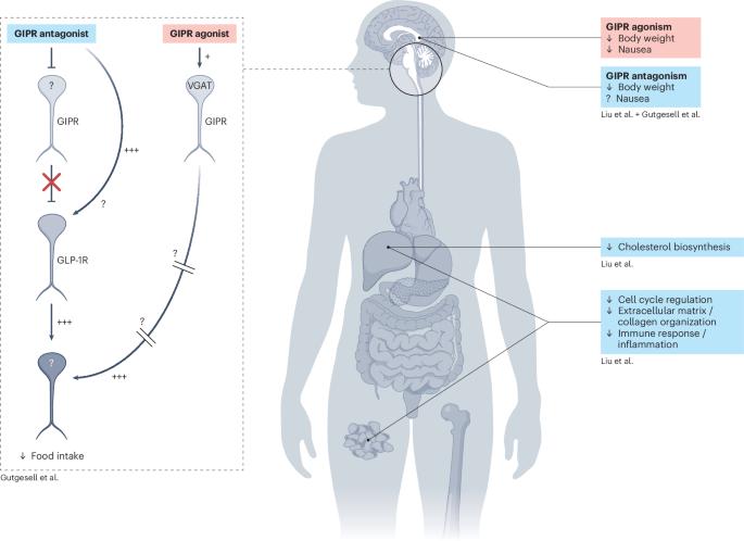 Unravelling the GIPR agonist versus antagonist paradox