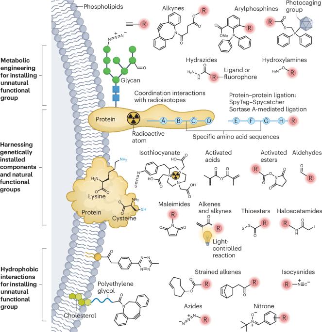 A chemical toolbox for surface engineering of extracellular vesicles