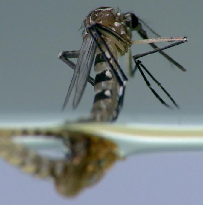 The path to defeating malaria passes through water