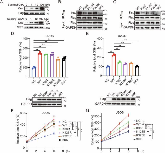 GCLC desuccinylation regulated by oxidative stress protects human cancer cells from ferroptosis