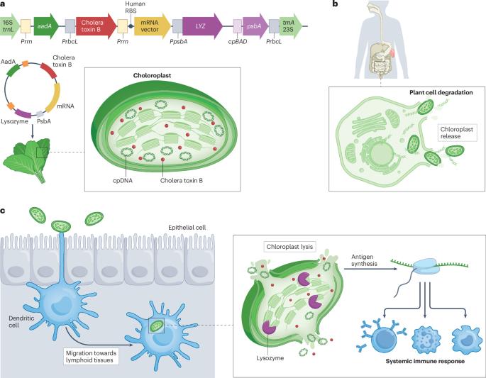 Edible mRNA vaccine in lettuce chloroplasts