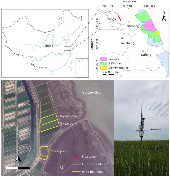 Foregone carbon sequestration dominates greenhouse gas footprint in aquaculture associated with coastal wetland conversion