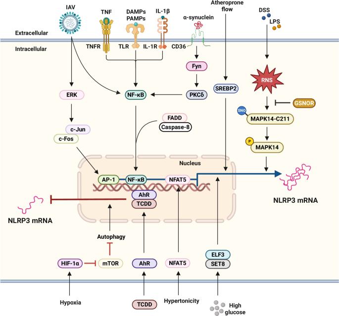 Updated insights into the molecular networks for NLRP3 inflammasome activation