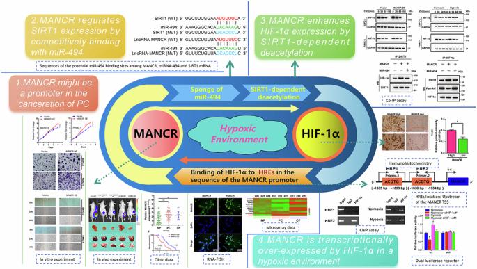 The role of LncRNA-MANCR induced by HIF-1α drive the malignant progression of pancreatic cancer by targeting miRNA-494/SIRT1 signaling axis under hypoxic conditions