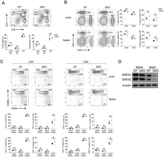 Reply to ‘Comment on: Glycogen synthase kinase 3 controls T-cell exhaustion by regulating NFAT activation’