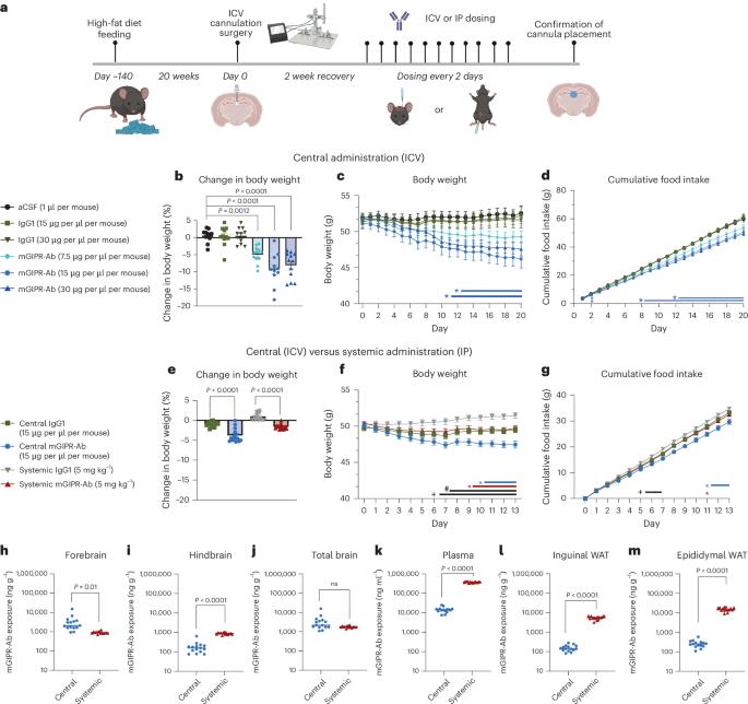 GIPR-Ab/GLP-1 peptide–antibody conjugate requires brain GIPR and GLP-1R for additive weight loss in obese mice