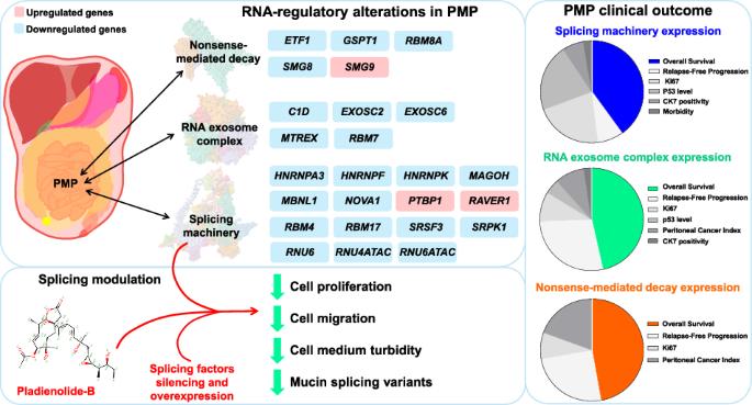 Exploring RNA biology in pseudomyxoma peritonei uncovers splicing dysregulation as a novel, targetable molecular vulnerability