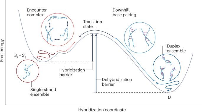 Kinetics and dynamics of oligonucleotide hybridization