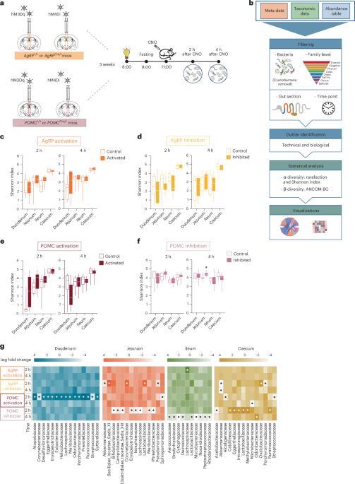 Rapid modulation of gut microbiota composition by hypothalamic circuits in mice