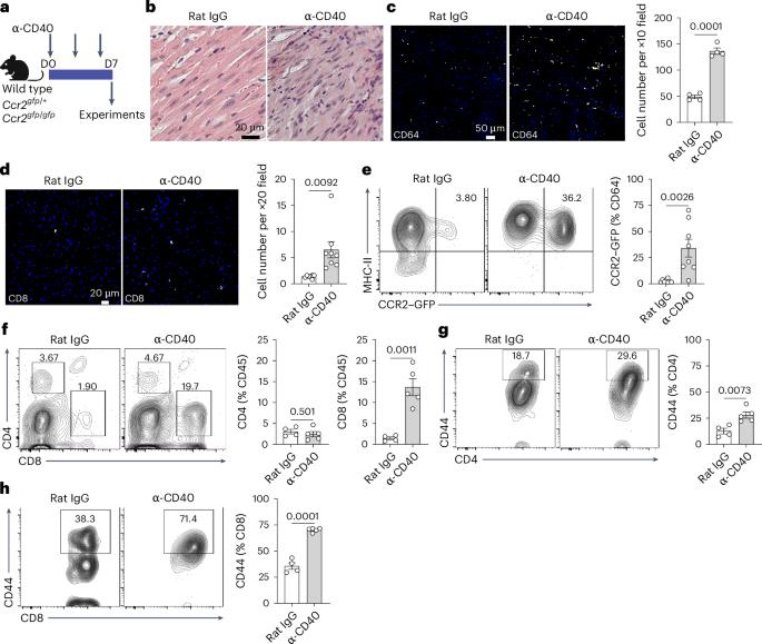The immune checkpoint regulator CD40 potentiates myocardial inflammation