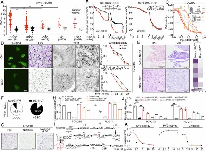 Glycogen stores mediated by the p53-GYS1 feedback circuit engenders platinum resistance in ovarian clear cell carcinoma