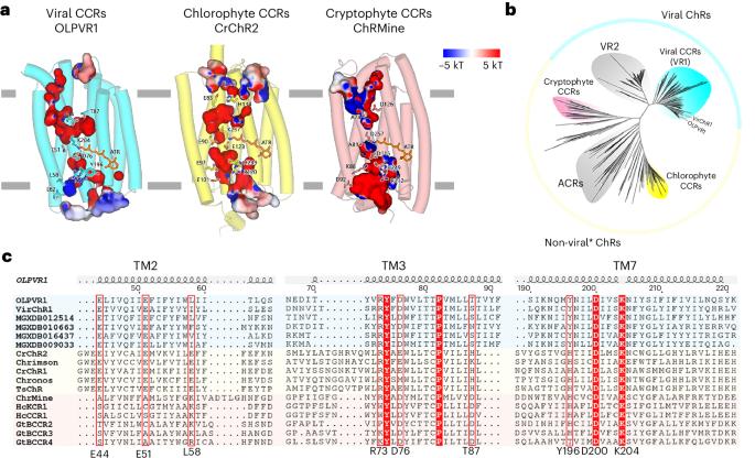 Ion-conducting and gating molecular mechanisms of channelrhodopsin revealed by true-atomic-resolution structures of open and closed states