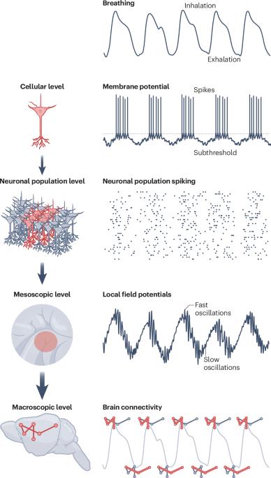 Global coordination of brain activity by the breathing cycle