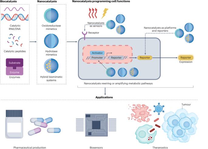Designing supramolecular catalytic systems for mammalian synthetic metabolism