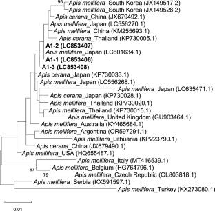Detection of honey bee pathogenic viruses in Argentine ants Linepithema humile (Hymenoptera: Formicidae) invading Japan