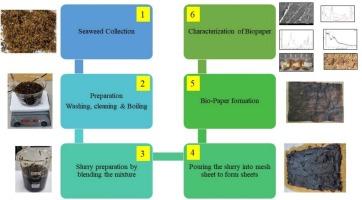 Bio-based papers from seaweed and coconut fiber: sustainable materials for a greener future
