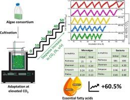Progressive adaptation of microalgae consortium to elevated carbon dioxide coupled with enhanced production of essential fatty acids