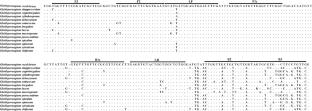 Loop-mediated isothermal amplification assay for sensitive and rapid detection of Globisporangium recalcitrans