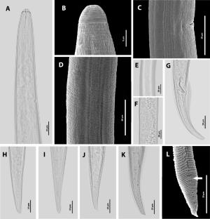 Morphological and molecular characterisations of Hirschmanniella mucronata associated with rice from Red River delta in Vietnam