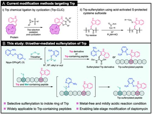 Tryptophan-Selective Chemical Modification of Peptides by Thioether-Mediated Sulfenylation
