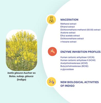 Isatis glauca Aucher Ex Boiss. Subsp. Glauca (Indigo) Extracts as Enzyme Inhibitors: A Biochemical Study