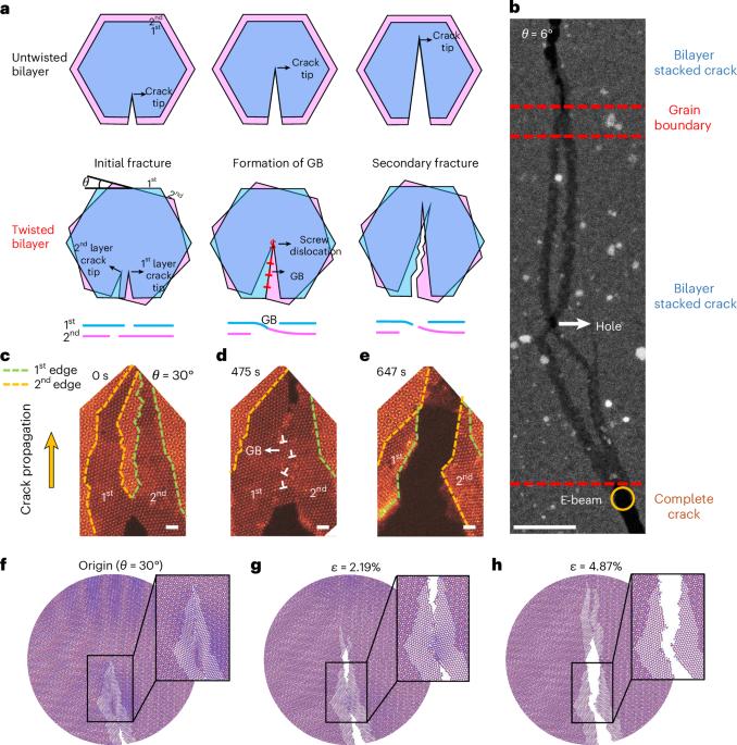 Twist-assisted intrinsic toughening in two-dimensional transition metal dichalcogenides