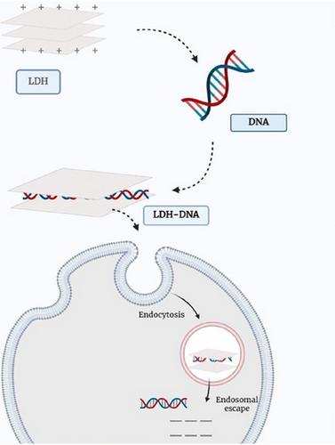 A Brief Review on Layered Double Hydroxides (LDH): Innovative Non-Viral Carriers for Nucleic Acid Delivery