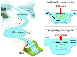Nutrient accumulation and eutrophication restricted CO2 emissions in the two backwater bays in the Three Gorges Reservoir (TGR), China