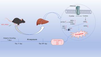 Oxidative stress and iron homeostasis imbalance mediate AlCl3-induced liver damage in mice
