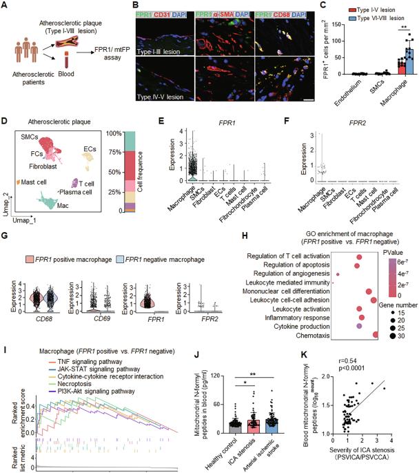 Formyl peptide receptor 1 and its antagonist T0080 in atherosclerosis