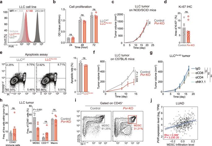 Targeting the poliovirus receptor to activate T cells and induce myeloid-derived suppressor cells to differentiate to pro-inflammatory macrophages via the IFN-γ-p-STAT1-IRF8 axis in cancer therapy