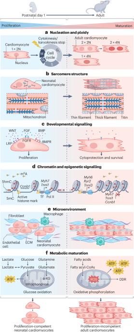 Molecular gatekeepers of endogenous adult mammalian cardiomyocyte proliferation