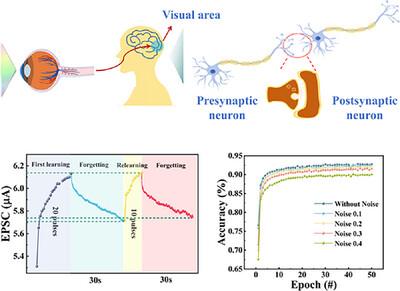 Artificial Optoelectronic Synapse Based on 18R-Phase SnSe2 for Neuromorphic Computing
