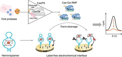 CRISPR/Cas12a Protein Switch Powered Label-Free Electrochemical Biosensor for Sensitive Viral Protease Detection