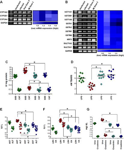 Correction to “Targeting the Trypanothione Reductase of Tissue-Residing Leishmania in Hosts’ Reticuloendothelial System: A Flexible Water-Soluble Ferrocenylquinoline-Based Preclinical Drug Candidate”
