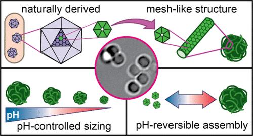 Carboxysome Shell Protein CcmK2 Assembles into Monodisperse and pH-Reversible Microparticles