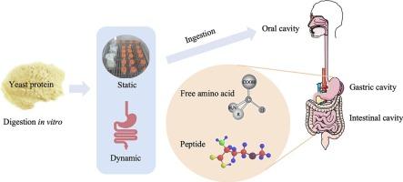 Research on the release and absorption regularities of free amino acids and peptides in vitro digestion of yeast protein