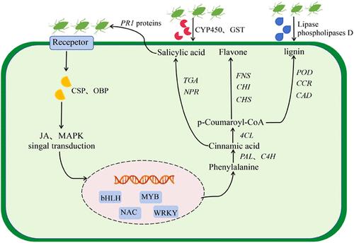 A Dual RNA-Seq Analysis Revealed Dynamic Arms Race during the Infestation of Wheat by the English Grain Aphid (Sitobion avenae)