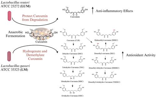 Variability of Lactic Acid Bacteria in Curcumin Metabolism and Its Biological Implications