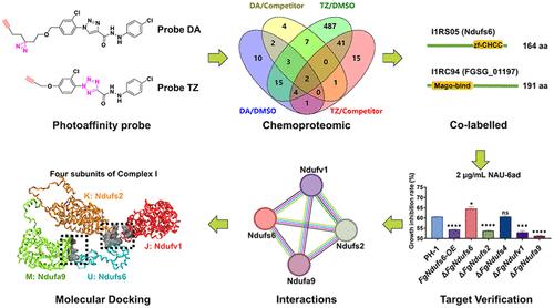 Competitive Affinity-Based Protein Profiling Reveals Potential Antifungal Targets of 1,2,3-Triazole Hydrazide in Fusarium graminearum