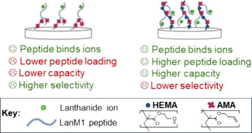 Rare-Earth Element Adsorption to Membranes Functionalized with Lanmodulin-Derived Peptides