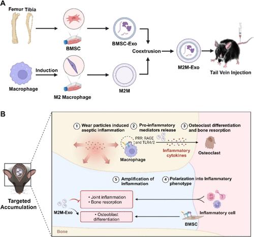 Exosomes Derived from Bone Marrow Mesenchymal Stem Cells Encapsulated in M2 Macrophage Cell Membrane Targeted to Inhibit Joint Periprosthetic Inflammation